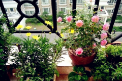 <b>室內(nèi)風(fēng)水適合擺放什么植物？</b>