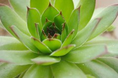 <b>房子裝修后放什么植物好？</b>